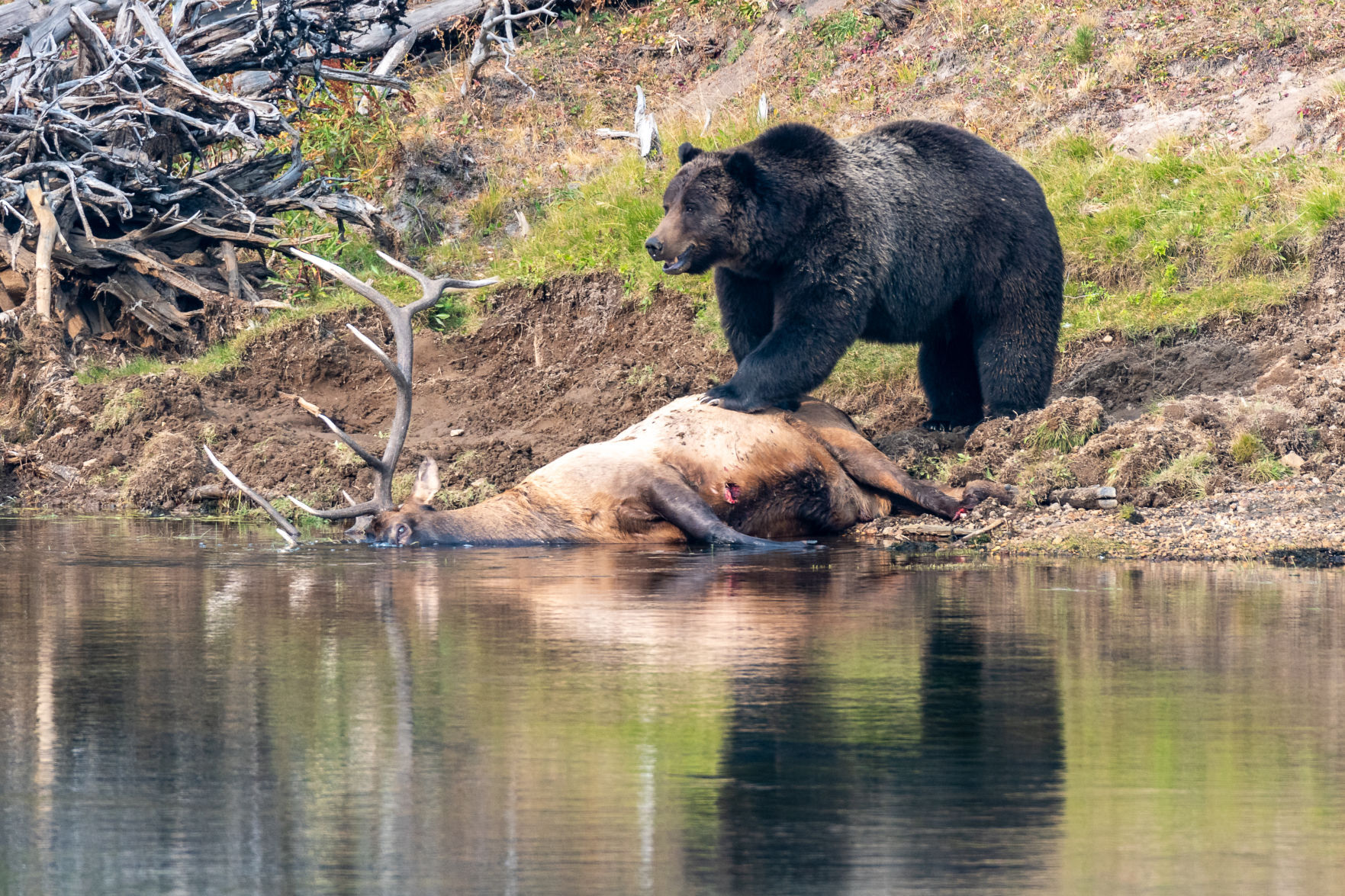 Bear elk